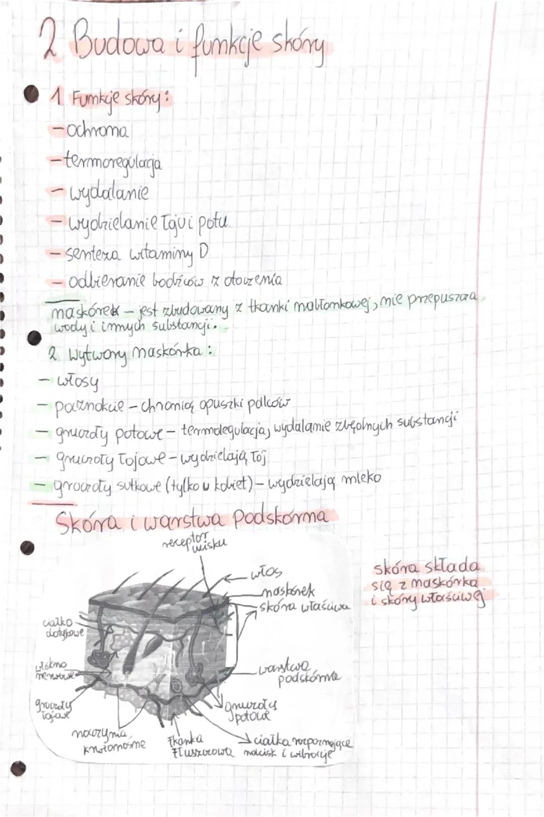 2 Budowa i funkcje skóry

• 1 Funkcje skóry:
- ochrona
- termoregulacja
- wydalanie
- wydzielanie łej i potu
- synteza witaminy D
- odbieran