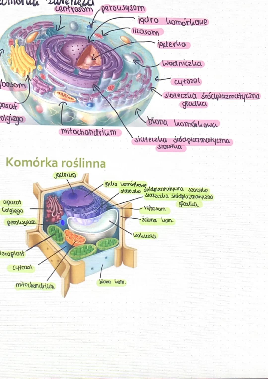 bosom
parat
olgiego
ua
aparat
Golgiego
perolsysam
loroplast
·Pesc
centrosom perousysom
Komórka roślinna
cytozal
20.
mitochondrium
mitochondr