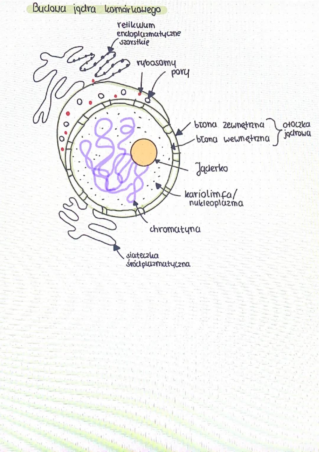 bosom
parat
olgiego
ua
aparat
Golgiego
perolsysam
loroplast
·Pesc
centrosom perousysom
Komórka roślinna
cytozal
20.
mitochondrium
mitochondr