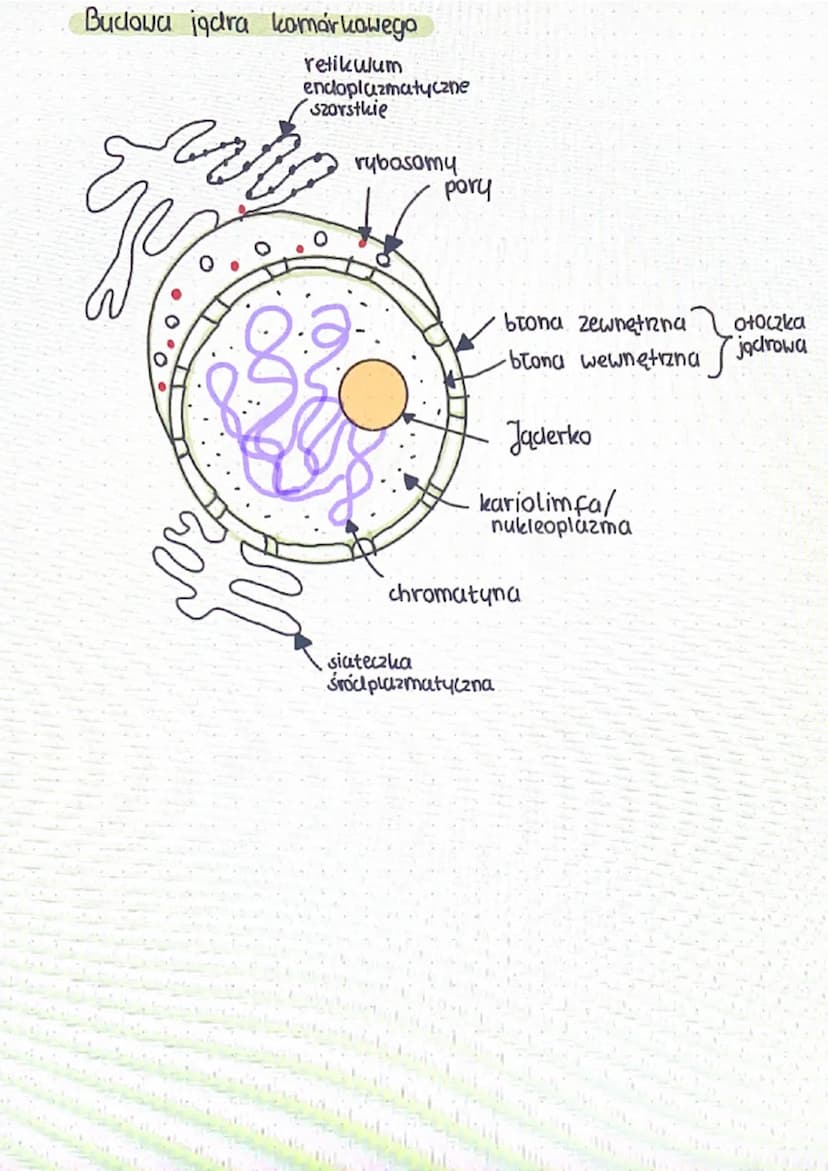 bosom
parat
olgiego
ua
aparat
Golgiego
perolsysam
loroplast
·Pesc
centrosom perousysom
Komórka roślinna
cytozal
20.
mitochondrium
mitochondr