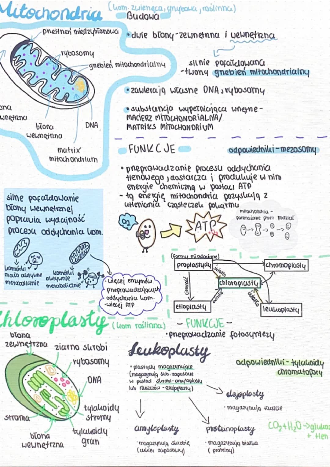 bosom
parat
olgiego
ua
aparat
Golgiego
perolsysam
loroplast
·Pesc
centrosom perousysom
Komórka roślinna
cytozal
20.
mitochondrium
mitochondr