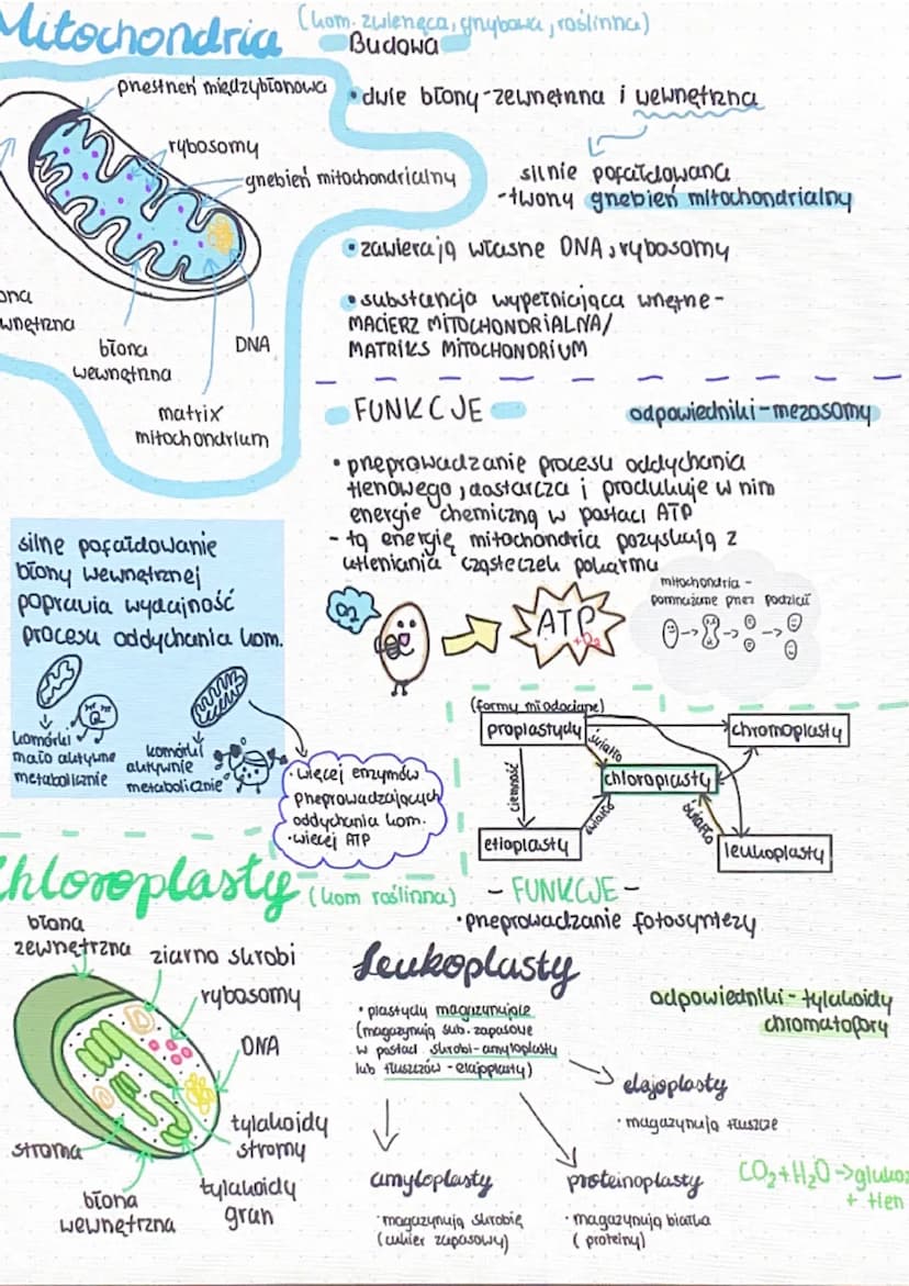 bosom
parat
olgiego
ua
aparat
Golgiego
perolsysam
loroplast
·Pesc
centrosom perousysom
Komórka roślinna
cytozal
20.
mitochondrium
mitochondr