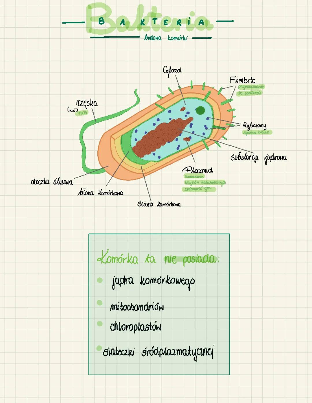 Budowa komórki bakterii i innych – dla 5 klasy