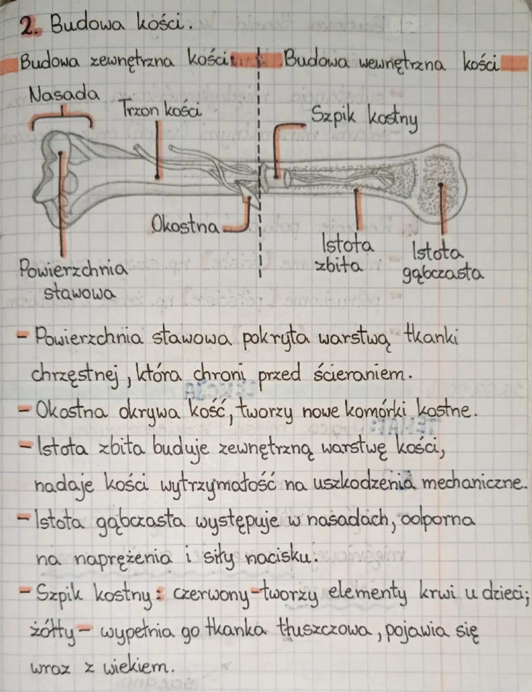 2024r.
++ LEKCJA
+
+
TEMAT: Budowa kości.
1. Rodzaje kości Budowa
Przykłady
larótkie
- ich wszystkie -kości stępu,
wymiary są
- kości nadgar