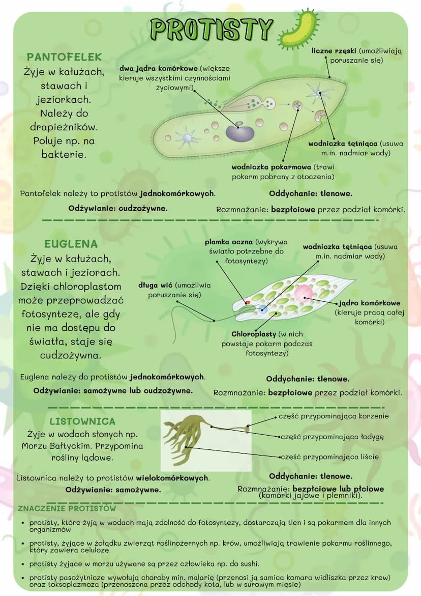 BAKTERIE, WIRUSY, PROTISTY
I GRZYBY
KLASYFIKACJA ORGANIZMÓW
Systematyka to dziedzina biologii, która zajmuje się opisywaniem,
klasyfikowanie
