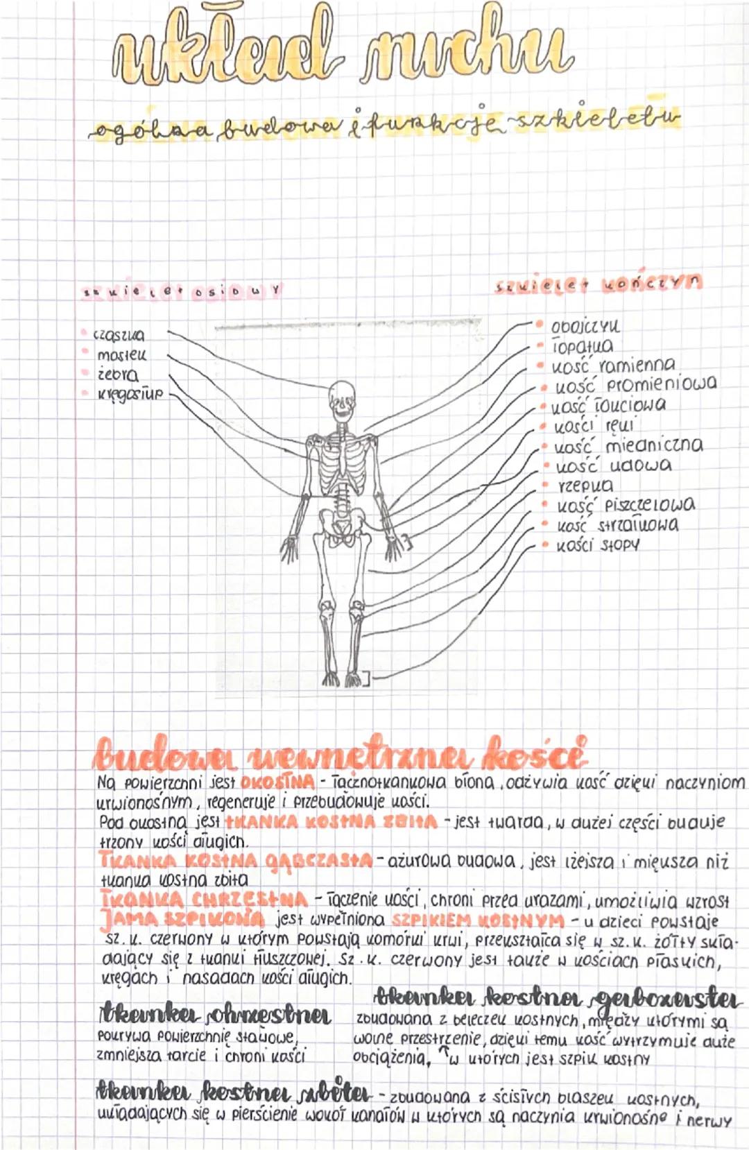 ubled muchu
ogóhaa budowa i funkcję szklebebu
Sukielet osiowy
czaszka
mosteu
zebra
Kręgosłup
Sqvieler Konczyn
• obojczyk
Тораниа
• uość rami