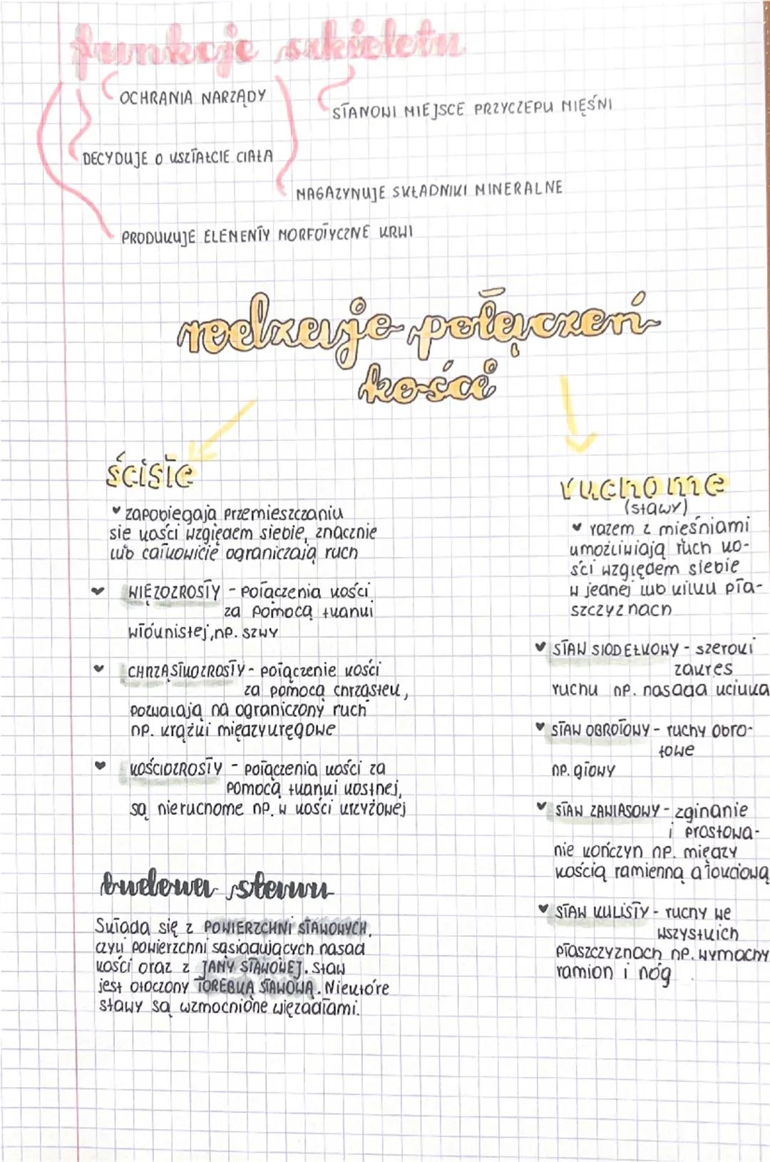 ubled muchu
ogóhaa budowa i funkcję szklebebu
Sukielet osiowy
czaszka
mosteu
zebra
Kręgosłup
Sqvieler Konczyn
• obojczyk
Тораниа
• uość rami