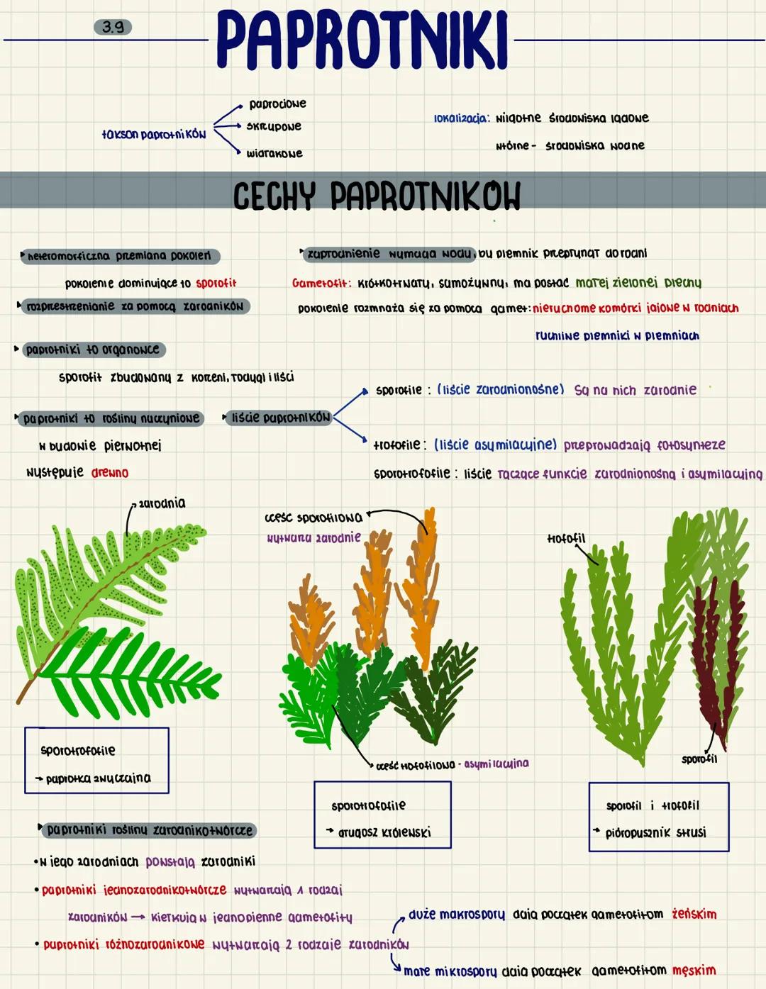 3.9
takson paprotników
paprotniki to organowce
heteromorficzna przemiana pokoleń
pokolenie dominujące to sporofit
rozprzestrzenianie za pomo