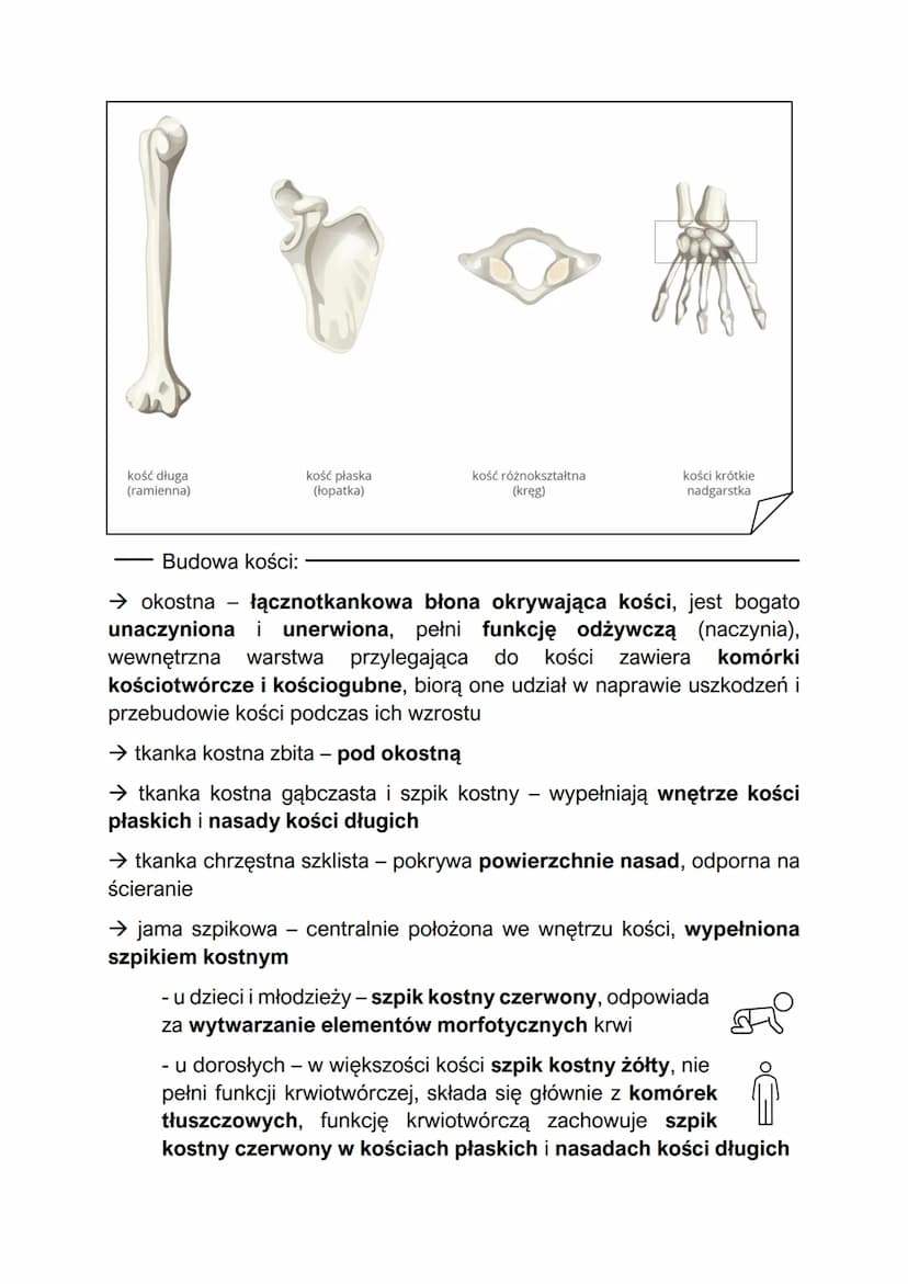 Budowa i funkcje szkieletu
ruch odbywa się za pomocą współpracy szkieletu i mięśni
szkieletowych, razem określanych układem ruchu, szkielet 