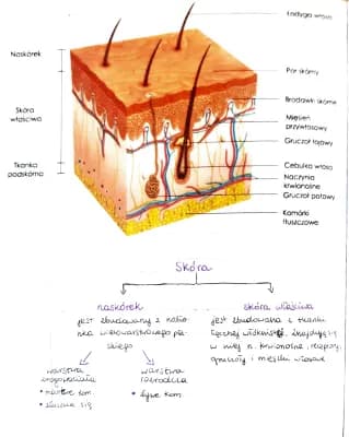 Know Budowa, funkcje i choroby skóry thumbnail