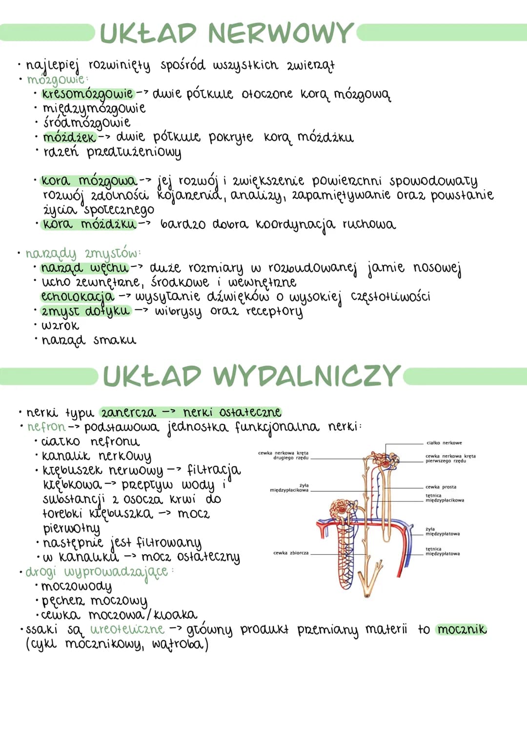 Statocieplne
obecność
prepony
ļ
płaski mięsień
oddzielający
jame bruszna
od klatki piersiowej
karmienie młodych miekiem
(odruch ssania)
ssah