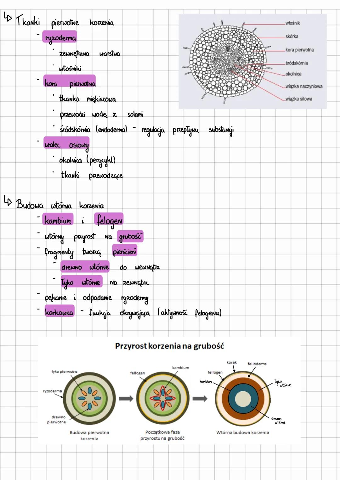# Korzen

Budowa korzenia
- pierwotna budowa anatomiczna - działanie stożka wzrostu
- wtórna budowa anatomicziva - działanie kambium i felog