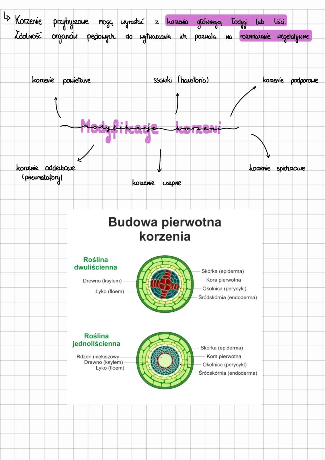 # Korzen

Budowa korzenia
- pierwotna budowa anatomiczna - działanie stożka wzrostu
- wtórna budowa anatomicziva - działanie kambium i felog