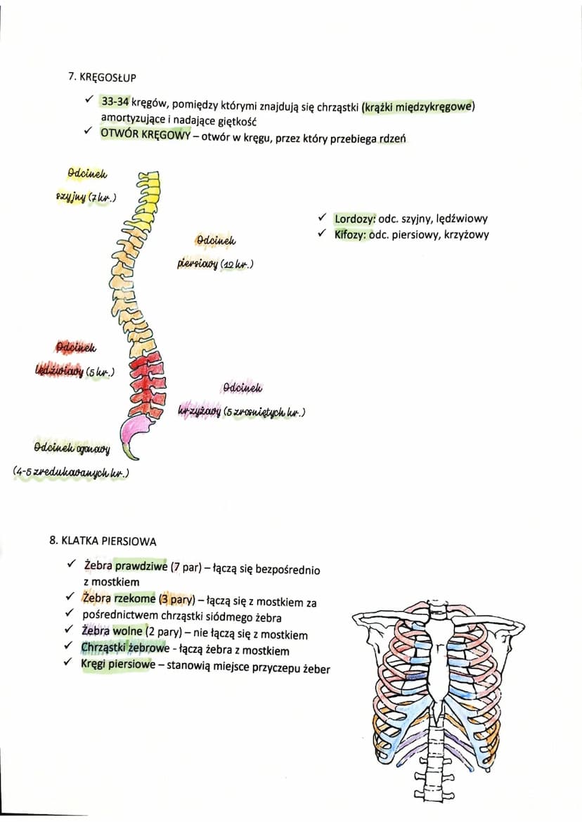 1. BUDOWA KOŚCI
Część
Okostna
UKŁAD KOSTNY
Budowa
Liczne naczynia
krwionośne
Tk. kostn. zbita
Tk. kostn. gąbczasta
Tk. kostn. chrzęstna
Jama