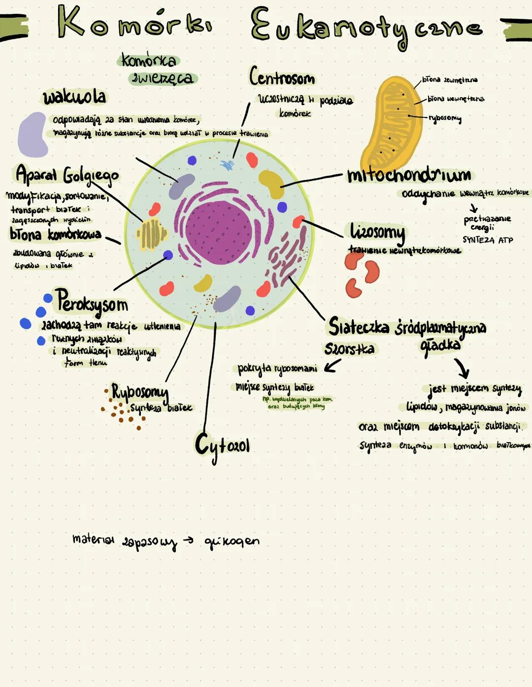 Komórki Eukariotyczne: Porównanie Budowy Zwierzęcej i Roślinnej