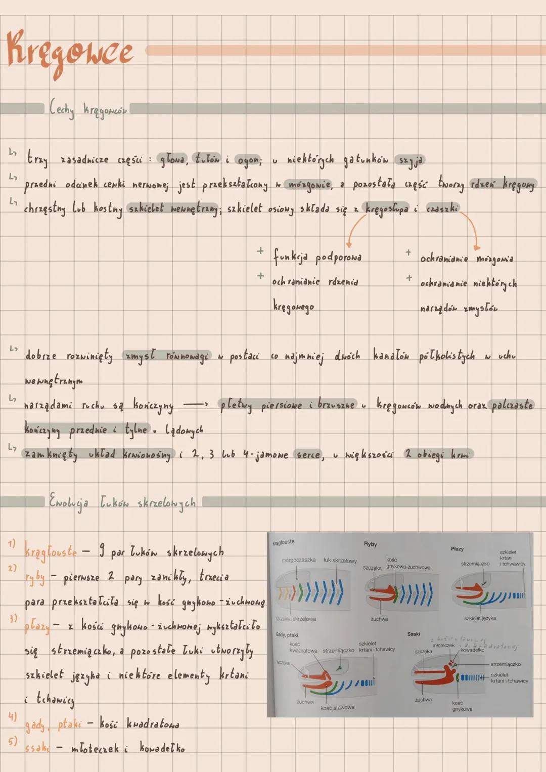 Charakterystyka i Ewolucja Kręgowców