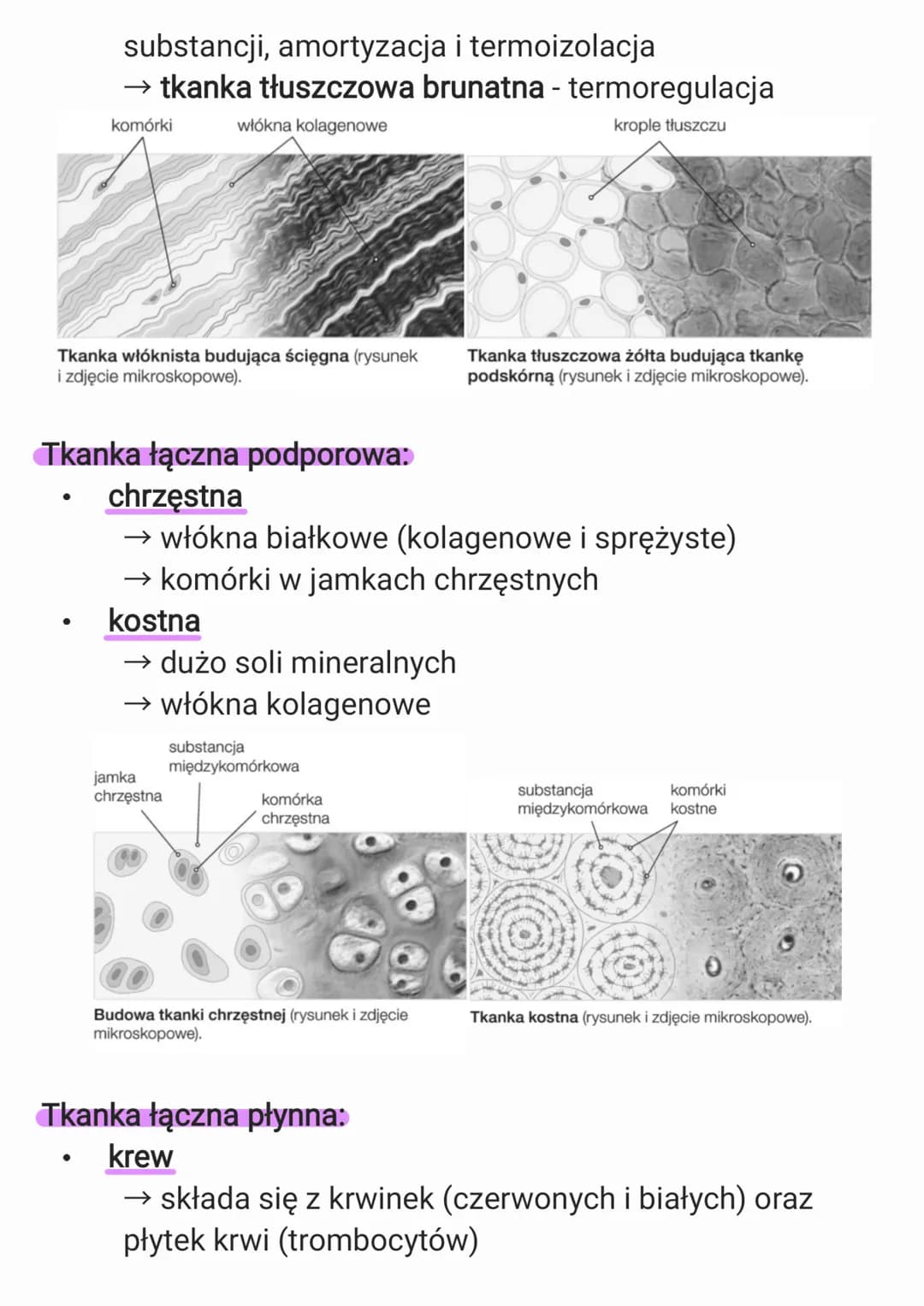 1. Organizm człowieka jako
funkcjonalna całość
1.1. Hierarchiczna budowa organizmu
człowieka
Budowa organizmu:
komórki → tkanki → narządy → 