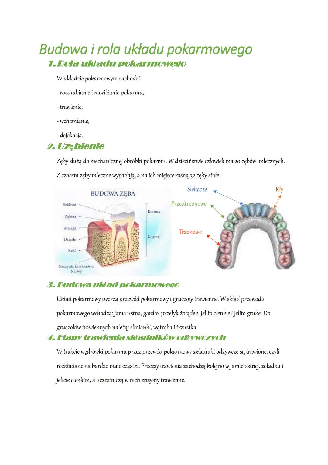 Budowa i rola układu pokarmowego
1.Rola układu pokarmowego
W układzie pokarmowym zachodzi:
- rozdrabianie i nawilżanie pokarmu,
- trawienie,