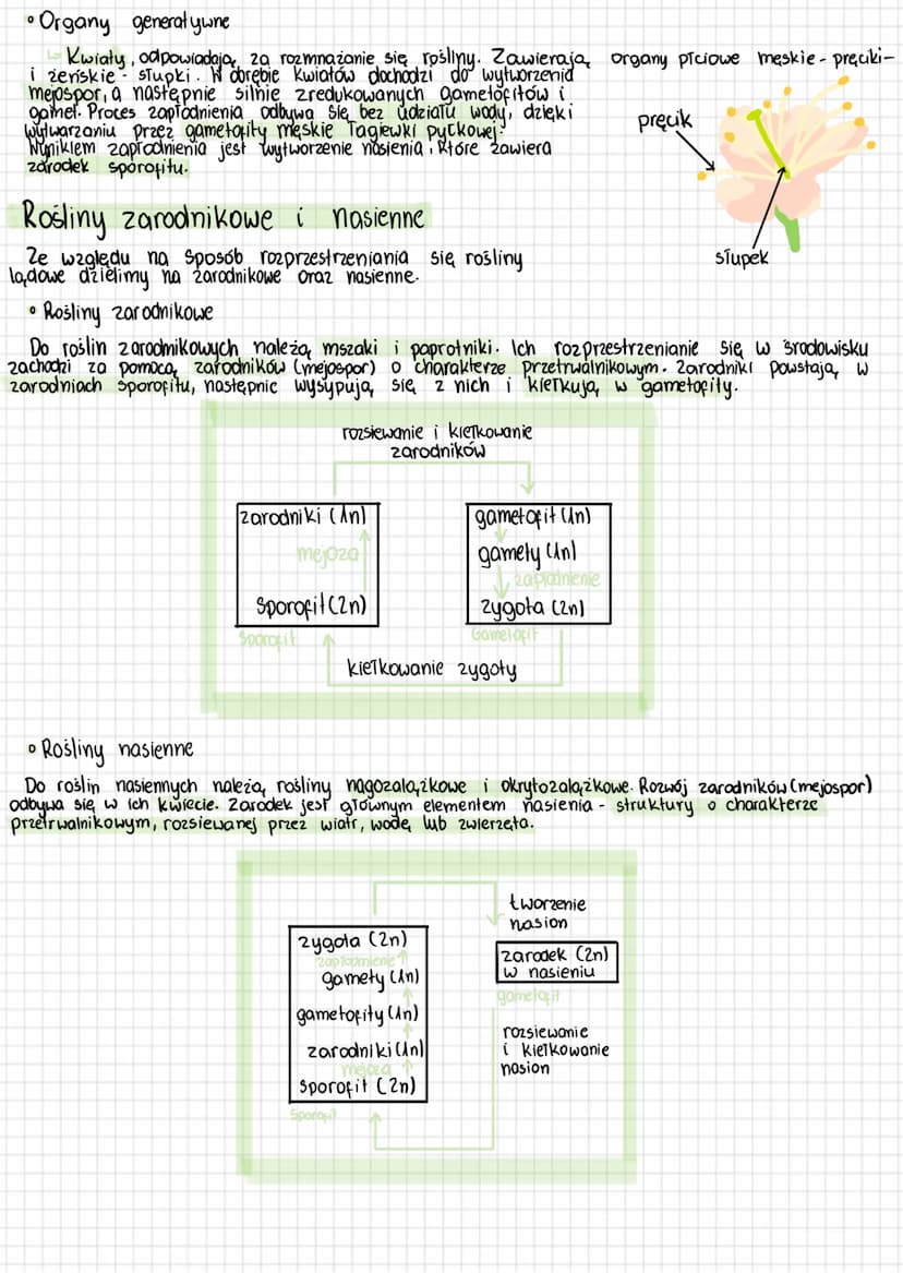 --- OCR Start ---
Rosliny lodowe i wtórnie
wodne
Rośliny ladowe to autotroficzne organizmy tkankowe, których ciało jest zwykle
zróżnicowane 