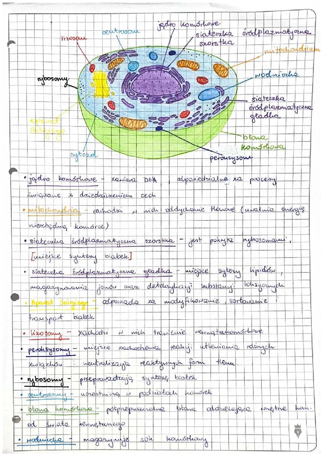 Struktura komórki zwierzęcej z organellami