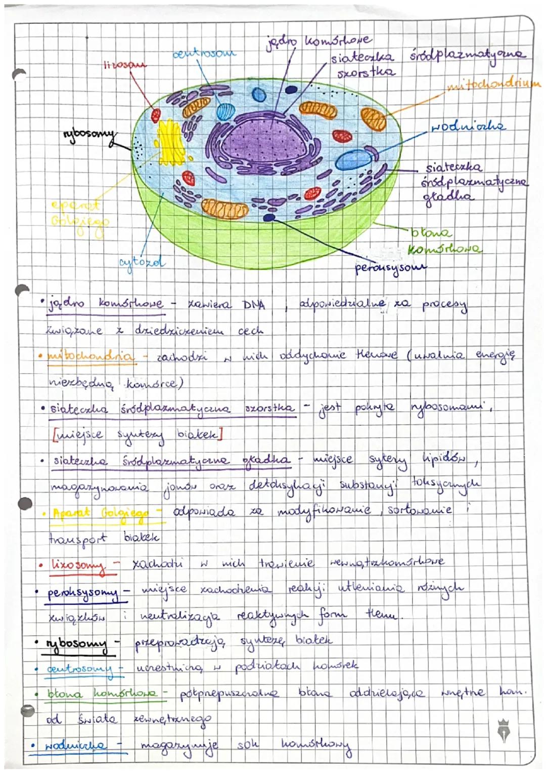 ●
cytóza
• jądro komórkowe
związane
.
$
Hiroson
rybosomy
GBU
•
Aparat Golgidga
transport biakek
centrosom
Merr
świata
wodniczba
COPRIED
zawi
