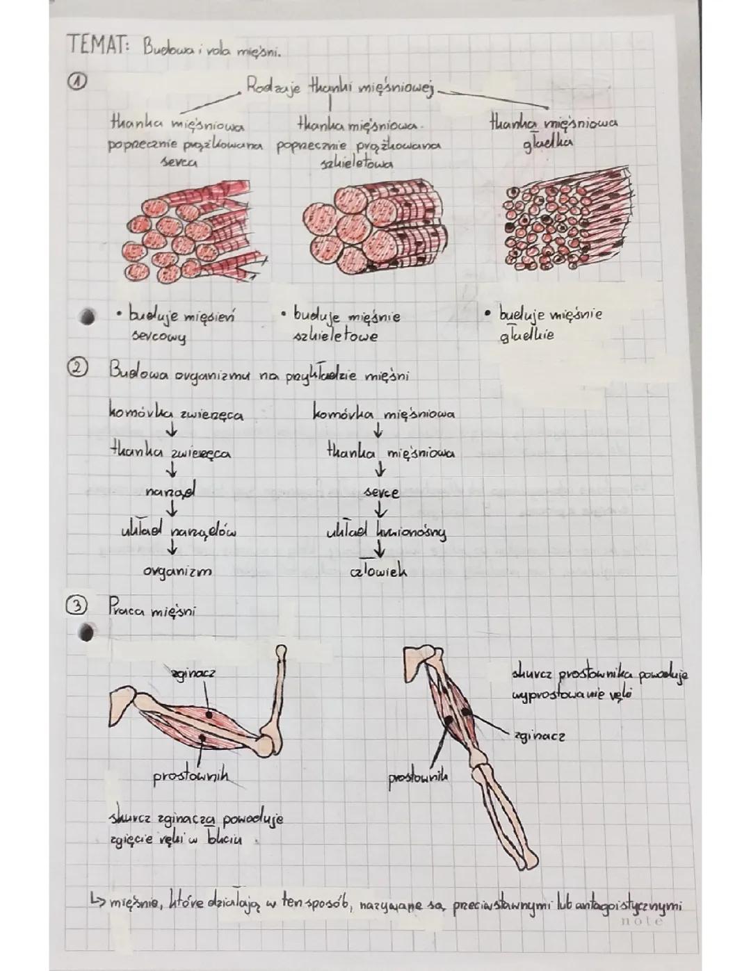Budowa mięśni: rola, typy i funkcje