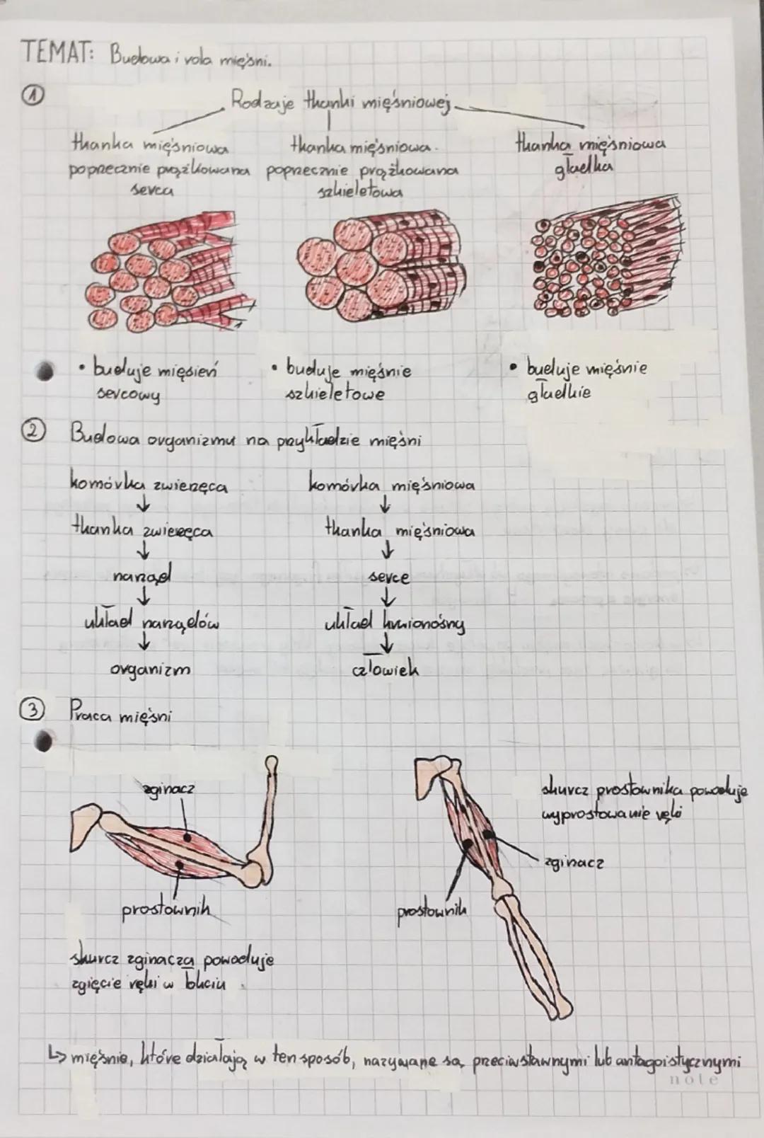 TEMAT: Budowa i vola mięsni.
thanka mięsniowa
Sevca
Rodzaje thanki mięśniowej
thanka mięśniowa.
szkieletowa
poprzecznie prążkowana poprzeczn