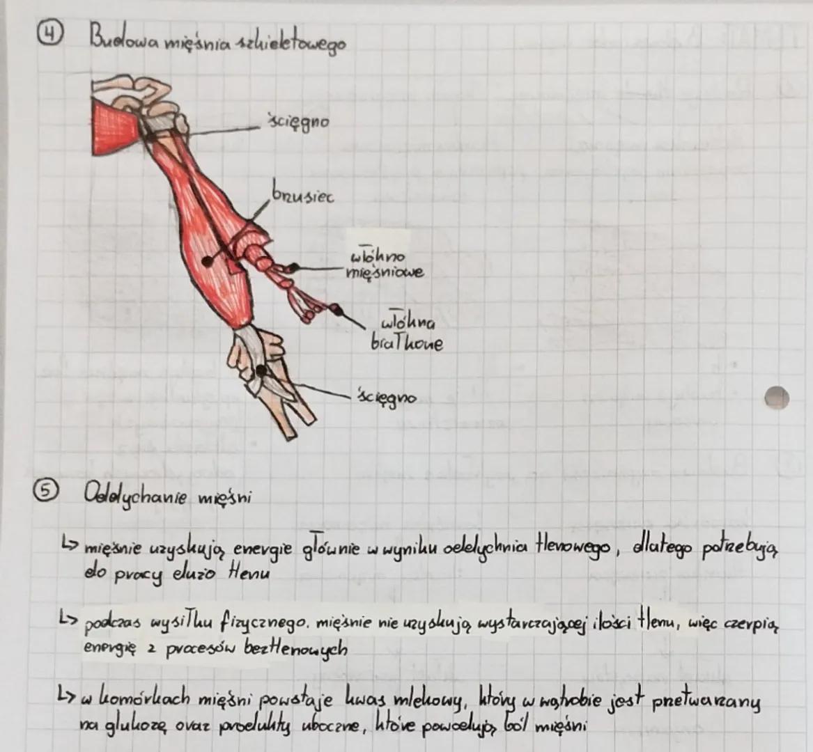 TEMAT: Budowa i vola mięsni.
thanka mięsniowa
Sevca
Rodzaje thanki mięśniowej
thanka mięśniowa.
szkieletowa
poprzecznie prążkowana poprzeczn