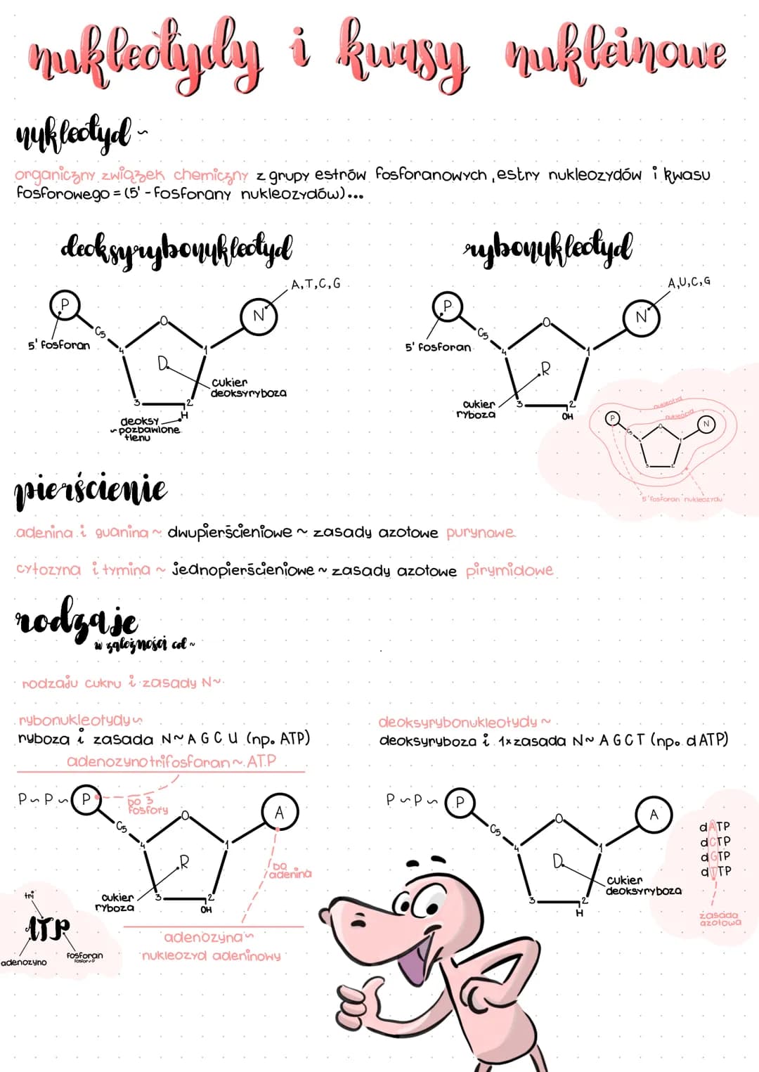 nukleotydly i kwasy nukleinowe
nukleotyd
organiczny związek chemiczny z grupy estrów fosforanowych, estry nukleozydów i kwasu
fosforowego (5