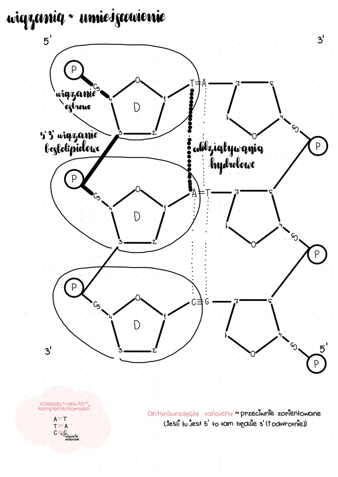 nukleotydly i kwasy nukleinowe
nukleotyd
organiczny związek chemiczny z grupy estrów fosforanowych, estry nukleozydów i kwasu
fosforowego (5