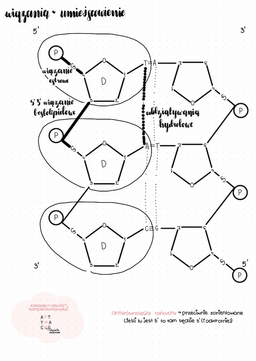 nukleotydly i kwasy nukleinowe
nukleotyd
organiczny związek chemiczny z grupy estrów fosforanowych, estry nukleozydów i kwasu
fosforowego (5