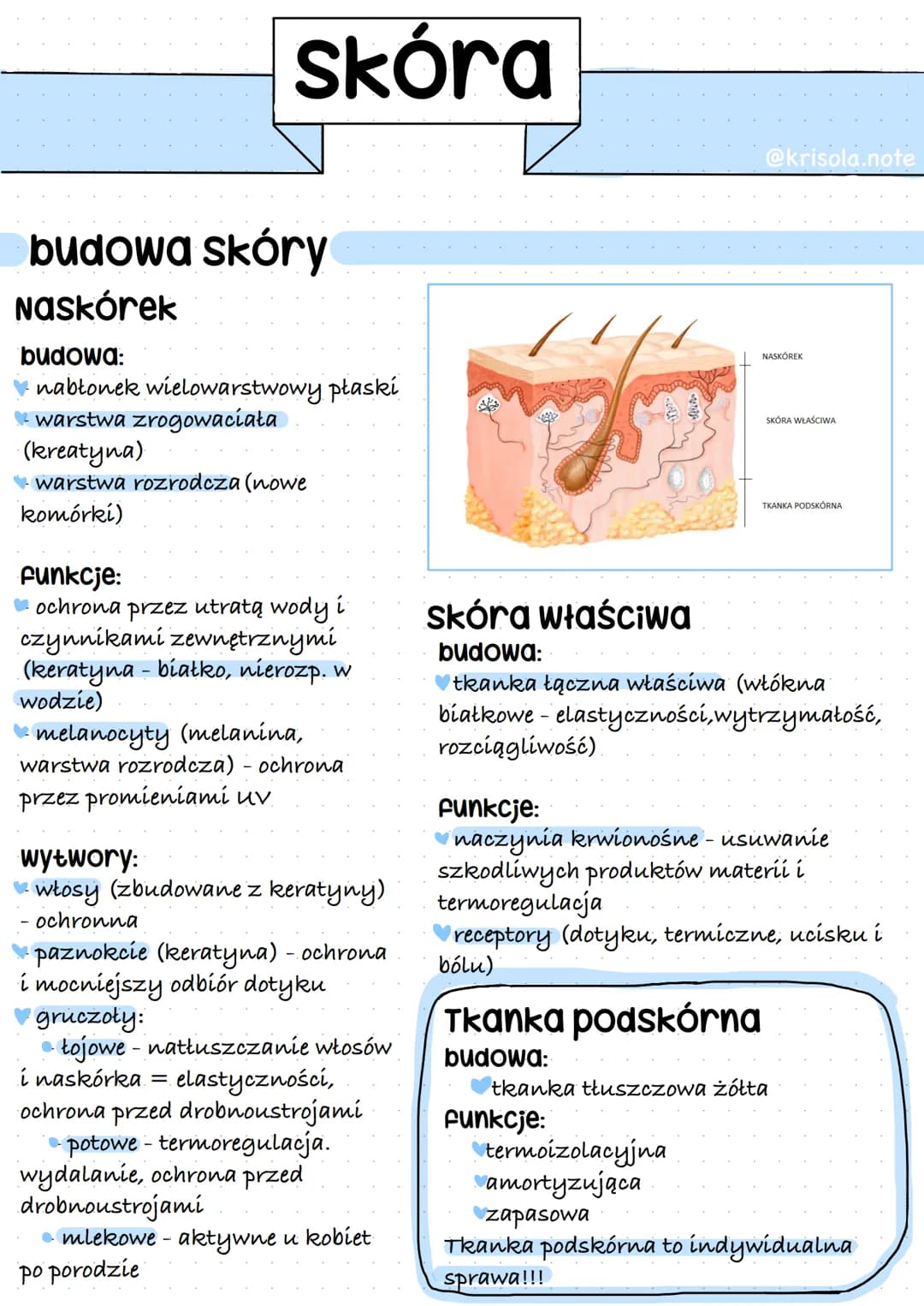 Linie papilarne
- powierzchnia dłoni, podeszwy stóp
- bruzdy - nierówna powierzchnia umożliwia lepszą chwytność palców
- każdy człowiek ma n