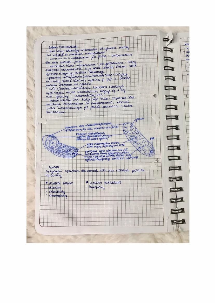 
<p>Teoria endosymbiozy zakłada, że mitochondria i plastydy mają endosymbiotyczne pochodzenie, co oznacza, że powstały poprzez internalizacj