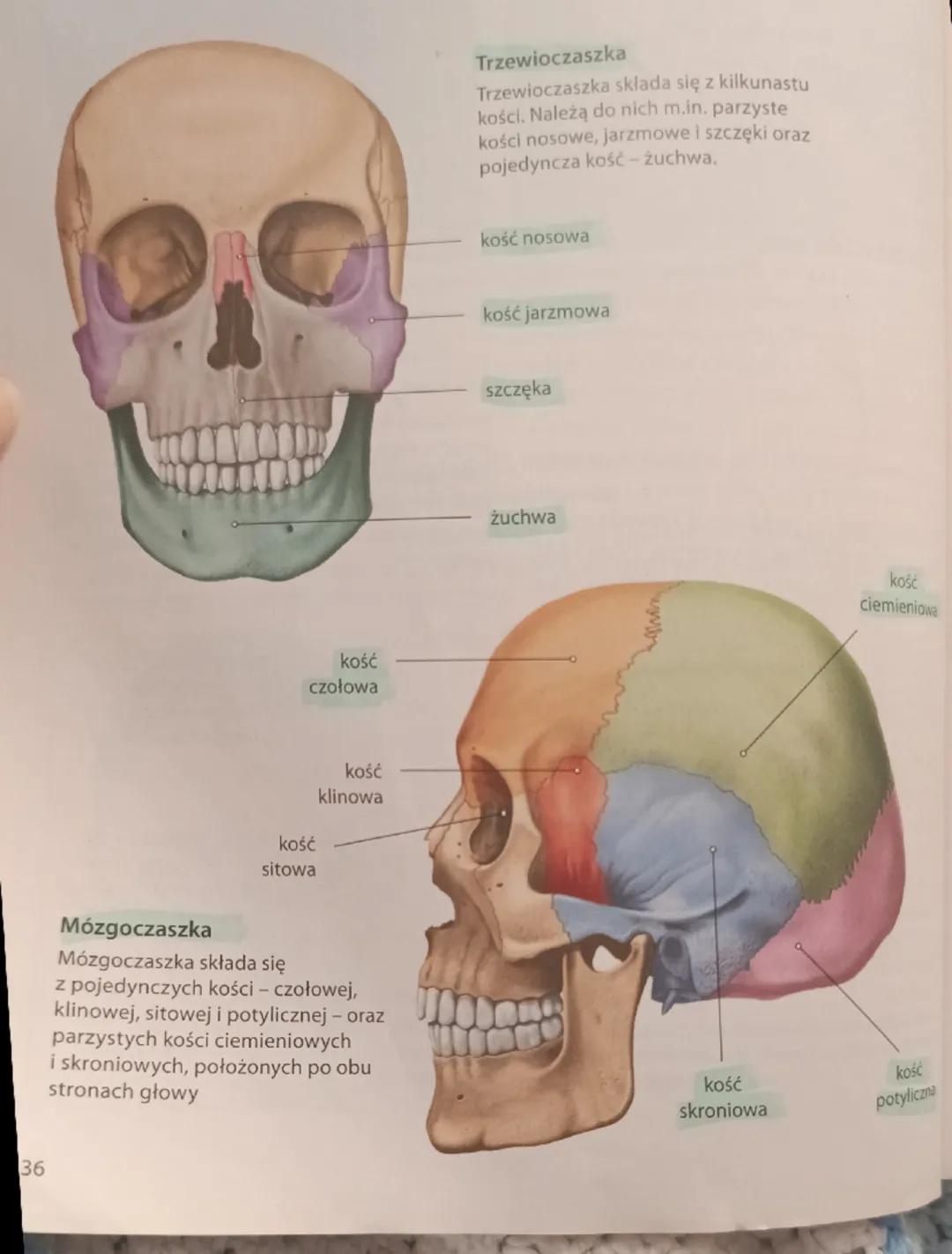 36

kość
 czołowa

kość
 sitowa

kość
 klinowa

Mózgoczaszka
Mózgoczaszka składa się
z pojedynczych kości - czołowej,
klinowej, sitowej i po
