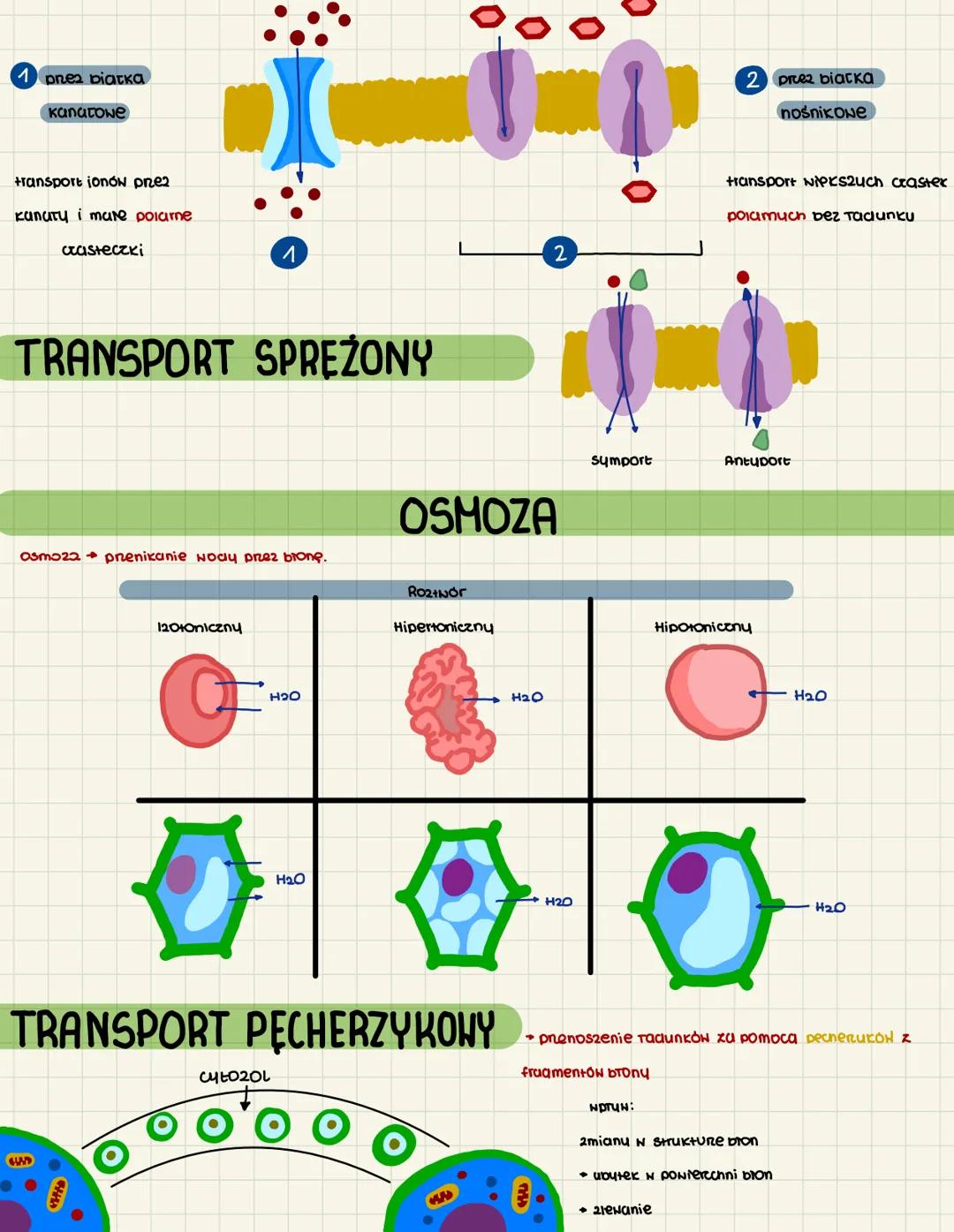 -TRANSPORT PRZEZ BŁONY
H
1
H+
H+
1
Н1
H+
H+
H
ATP ADP + Pi
komórki
pne2 pompy bionowe
Hransport H+ na zewna+r
H+
H+
H+
dufuaja untuiona
-ran