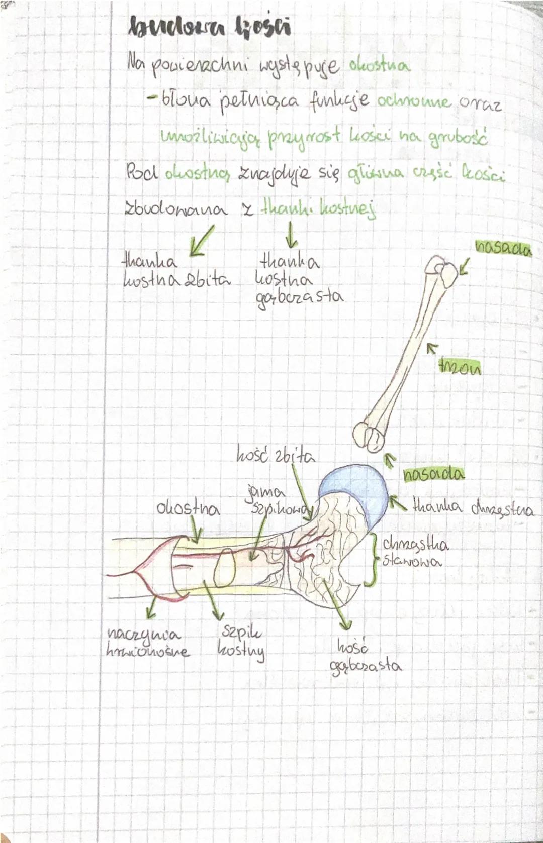 # biologia

## aparat

## ruchu

czość czynna -układ misshiowy

*   misshie szkieletowe

cesść bierna-układ szkieletowy

*   sakiehet osiowy
