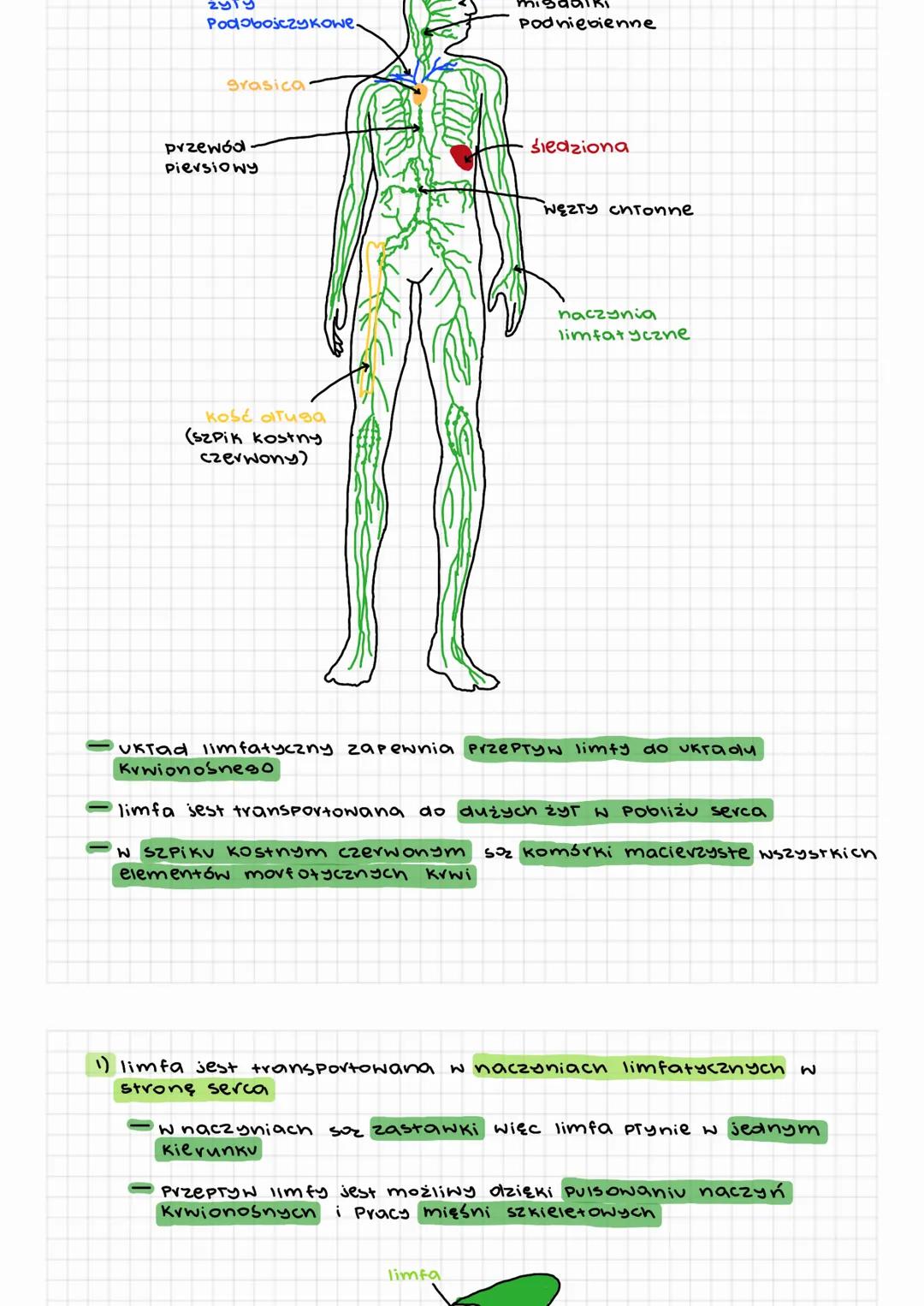 Proste wyjaśnienie: Jak działa układ limfatyczny? Funkcje, rola ...