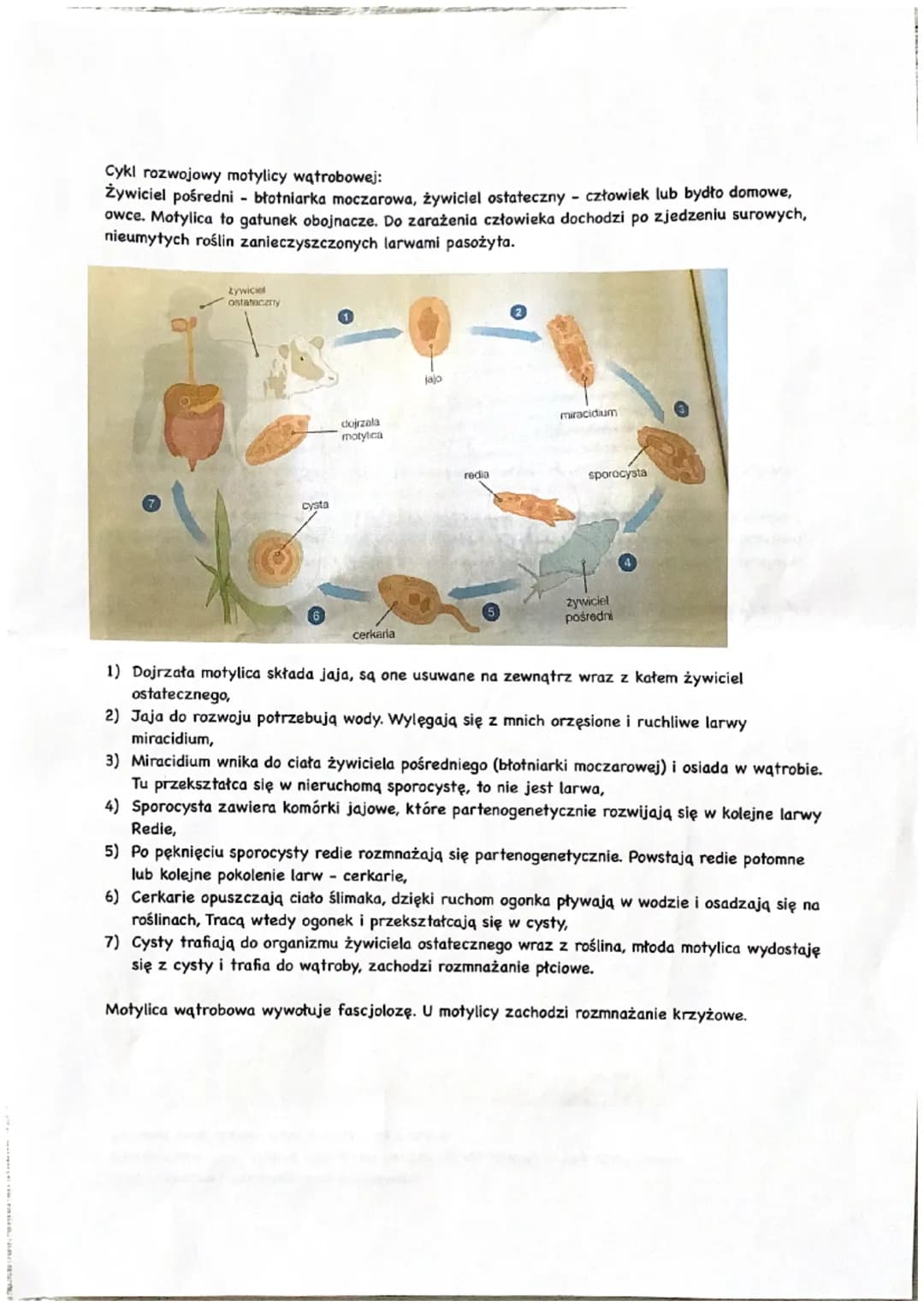 Płazińce - zwierzęta spłaszczone grzbieto-brzusznie
Królestwo: zwierzęta
Podkrólestwo: tkankowce
Typ: płazińce
Są to zwierzęta trójwarstwowe