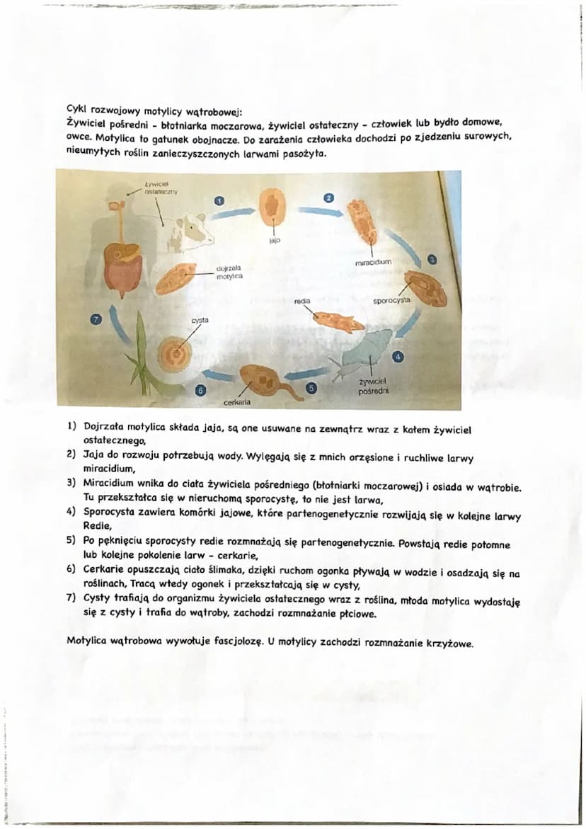 Płazińce - zwierzęta spłaszczone grzbieto-brzusznie
Królestwo: zwierzęta
Podkrólestwo: tkankowce
Typ: płazińce
Są to zwierzęta trójwarstwowe