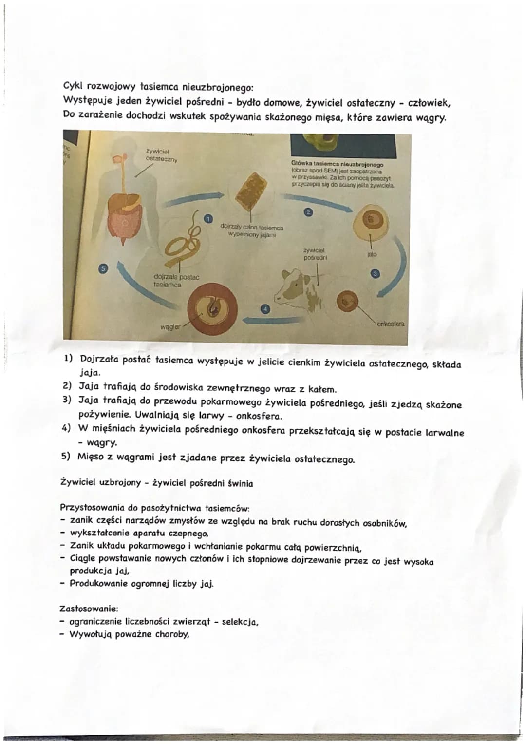 Płazińce - zwierzęta spłaszczone grzbieto-brzusznie
Królestwo: zwierzęta
Podkrólestwo: tkankowce
Typ: płazińce
Są to zwierzęta trójwarstwowe