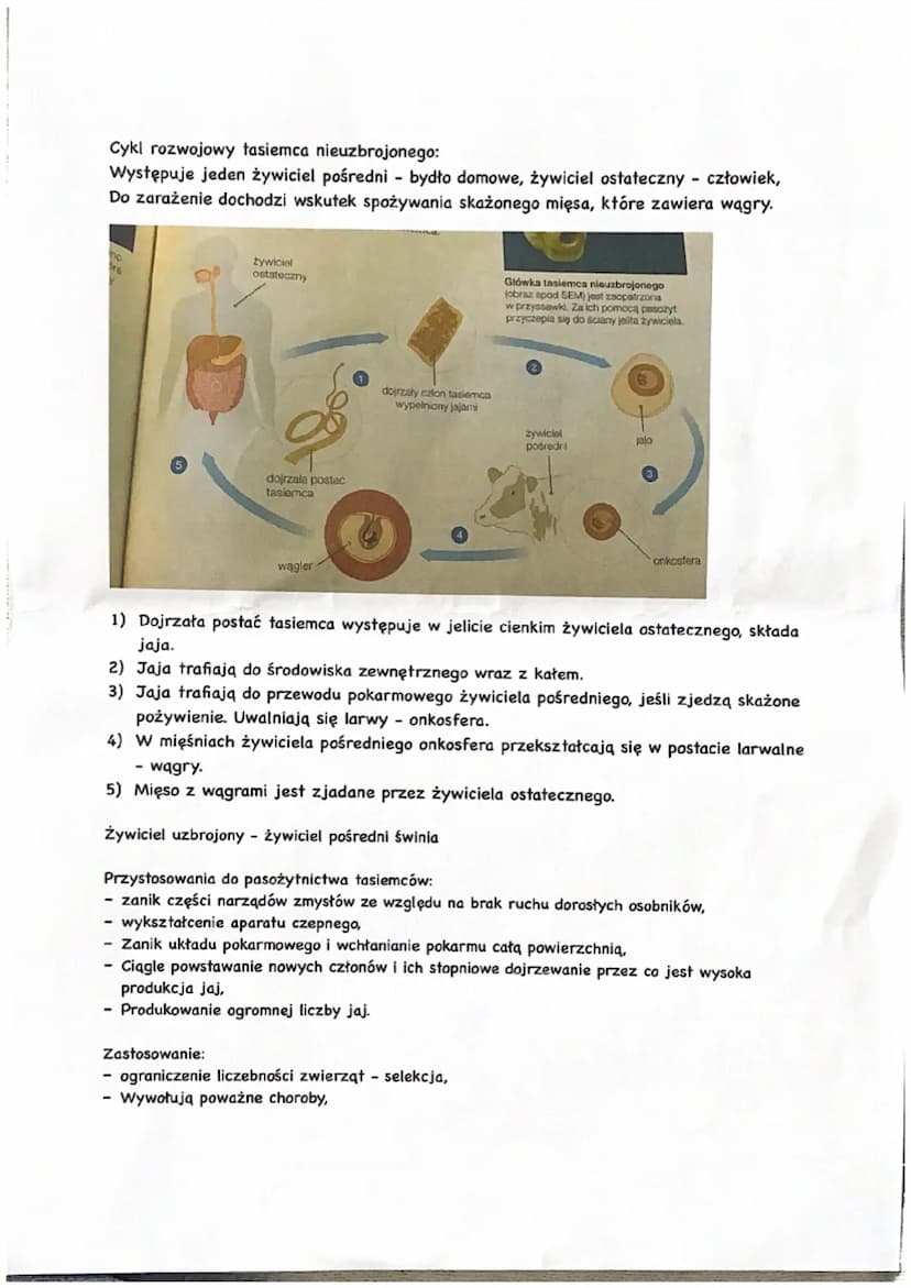Płazińce - zwierzęta spłaszczone grzbieto-brzusznie
Królestwo: zwierzęta
Podkrólestwo: tkankowce
Typ: płazińce
Są to zwierzęta trójwarstwowe