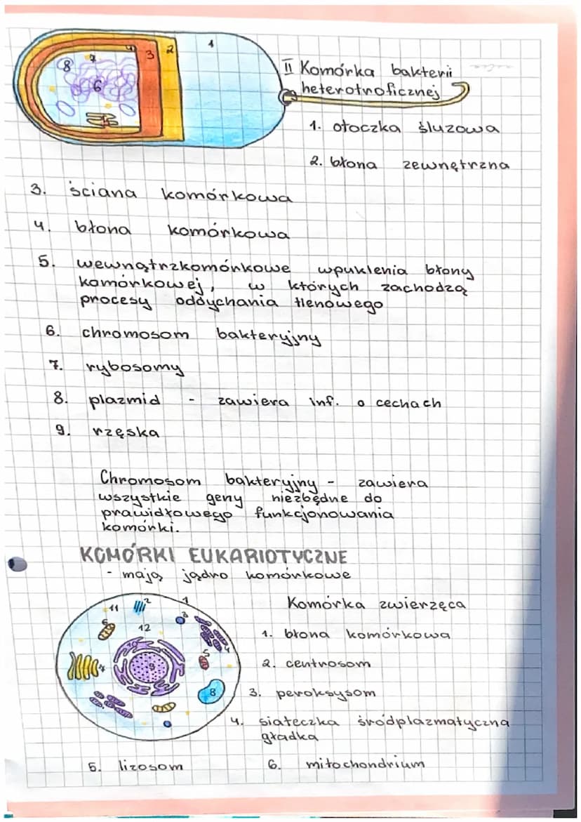 3.1.
H
BUDOWA
RODZAJE KOMOREK.
II
FUNKCJE KOMORKI.
I ORGANIZMY JEDNOKOMÓRKOWE
KOMORKA- podstawowa jednostka budulcowa
i funkcjonalna organiz