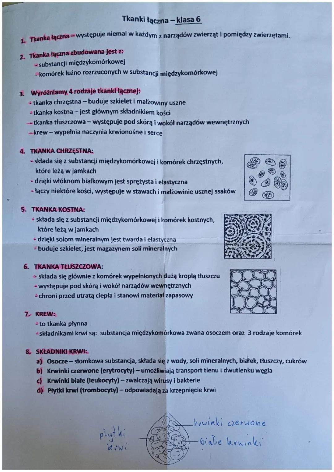 Tkanki łączna-klasa 6
1. Tkanka łączna - występuje niemal w każdym z narządów zwierząt i pomiędzy zwierzętami.
2. Tkanka łączna zbudowana je