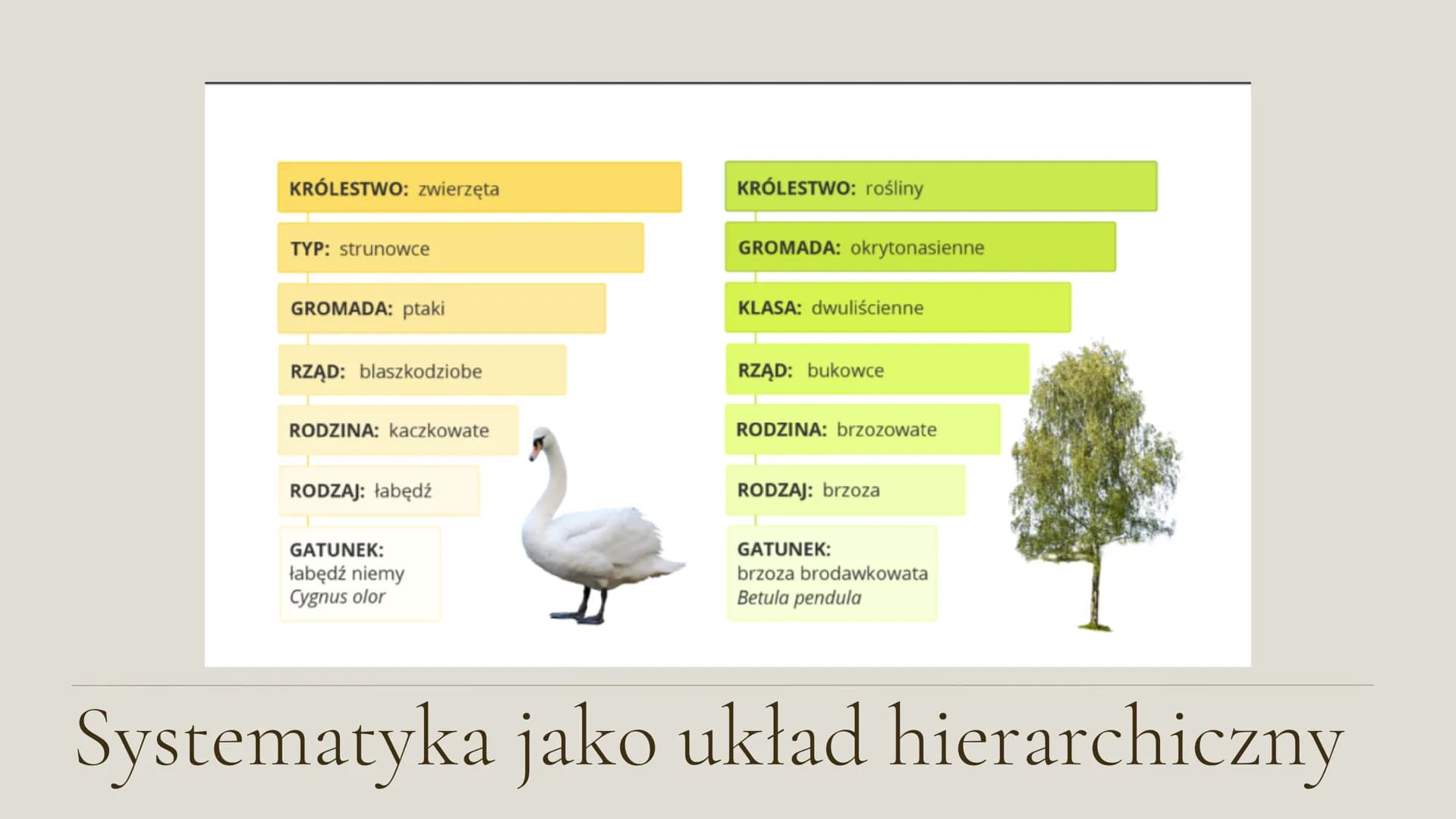 System
klasyfikacji
biologicznej
Klasa 5 Czym jest systematyka?
Systematyka to najstarsza dziedzina nauk biologicznych, zajmująca się
klasyf
