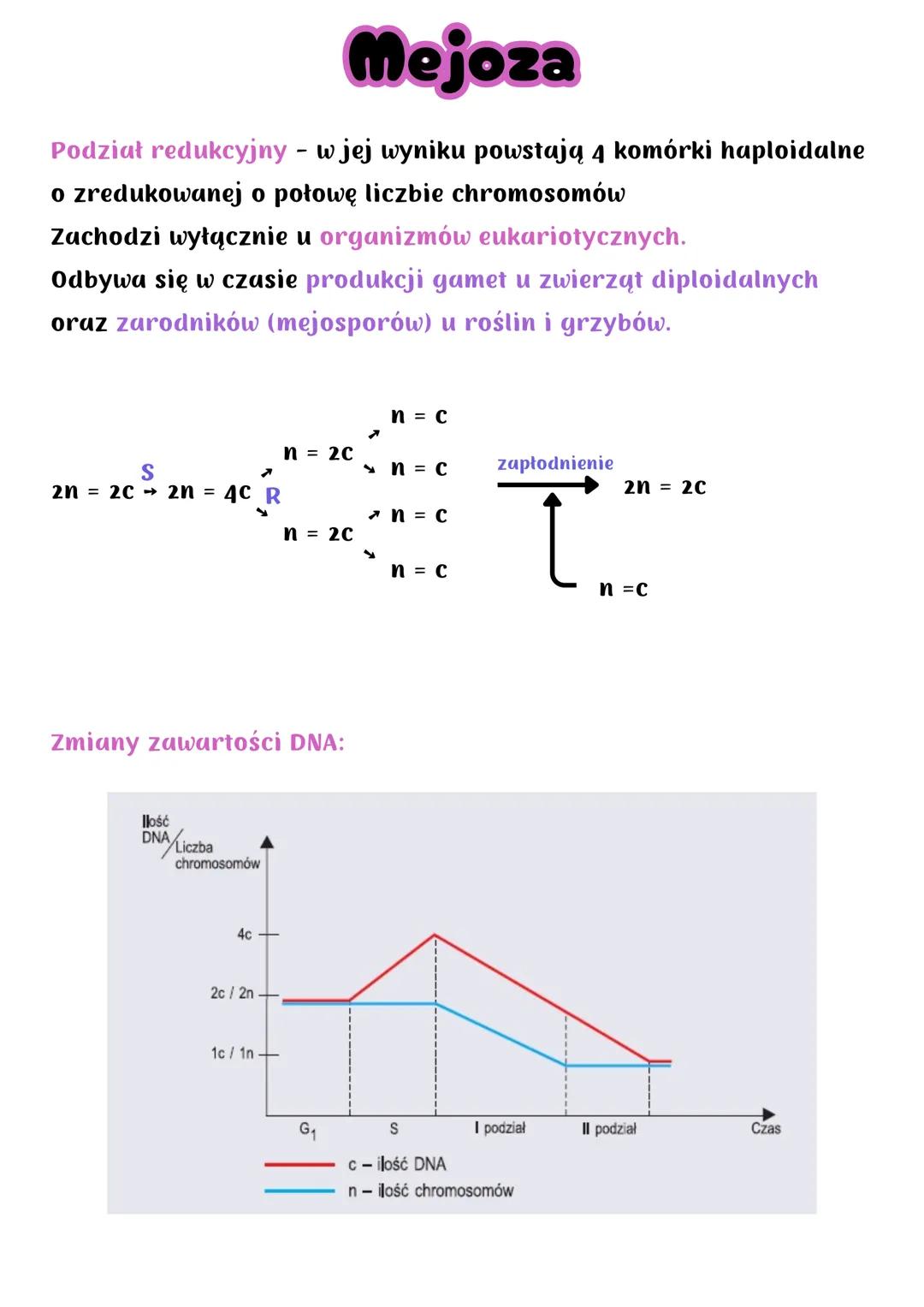 # Mejoza

Podział redukcyjny - w jej wyniku powstają 4 komórki haploidalne
o zredukowanej o połowę liczbie chromosomów
Zachodzi wyłącznie u 
