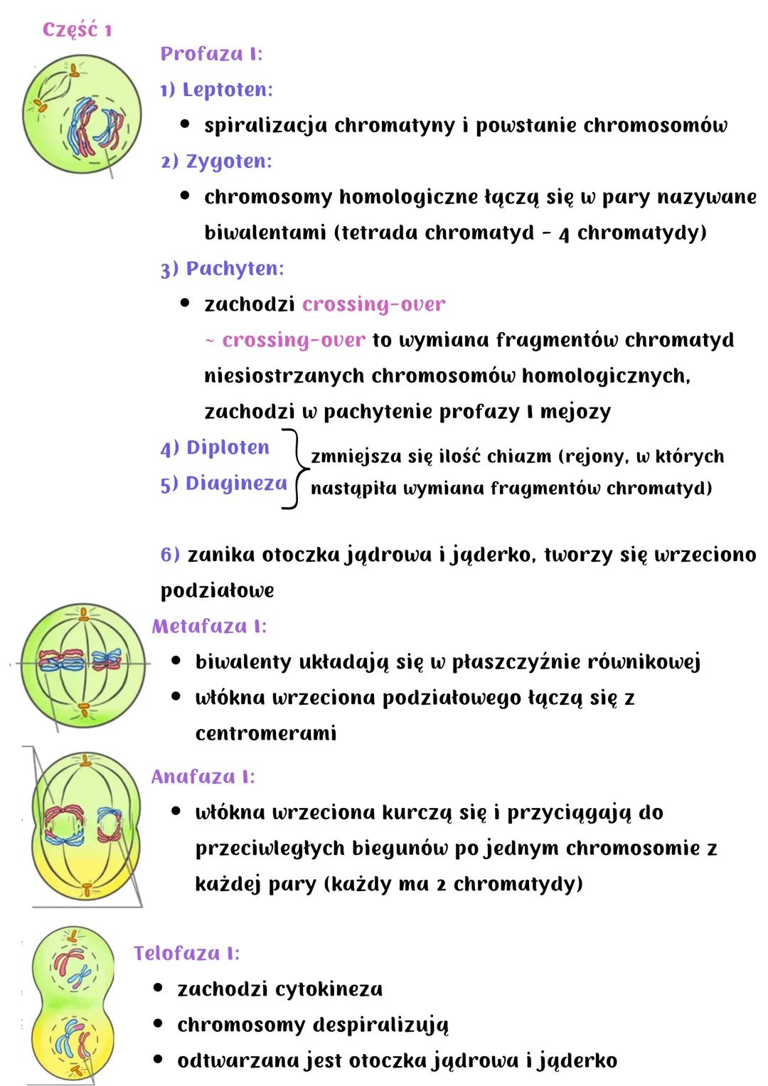 # Mejoza

Podział redukcyjny - w jej wyniku powstają 4 komórki haploidalne
o zredukowanej o połowę liczbie chromosomów
Zachodzi wyłącznie u 