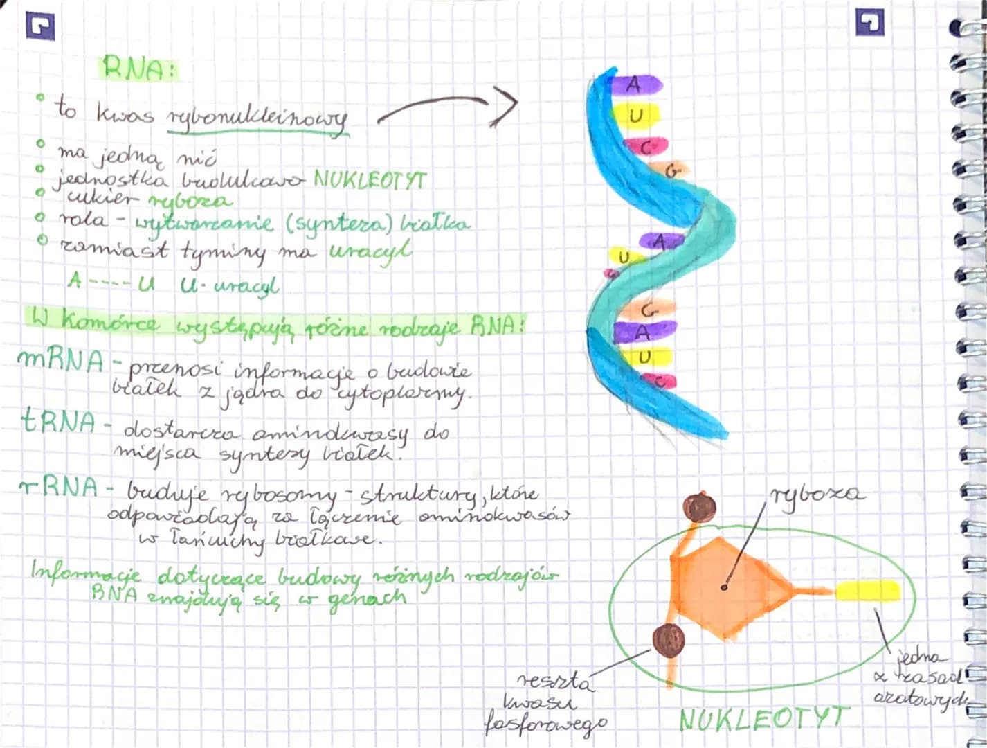 DNA:
O
to kwas decksyrybonukleinowy
BIOLOGIA-DNA, RNA
0
jest zbudowane z 2 nici, ktore
odległe
¿
są równo od siebie
wspólne skręcone tem mod