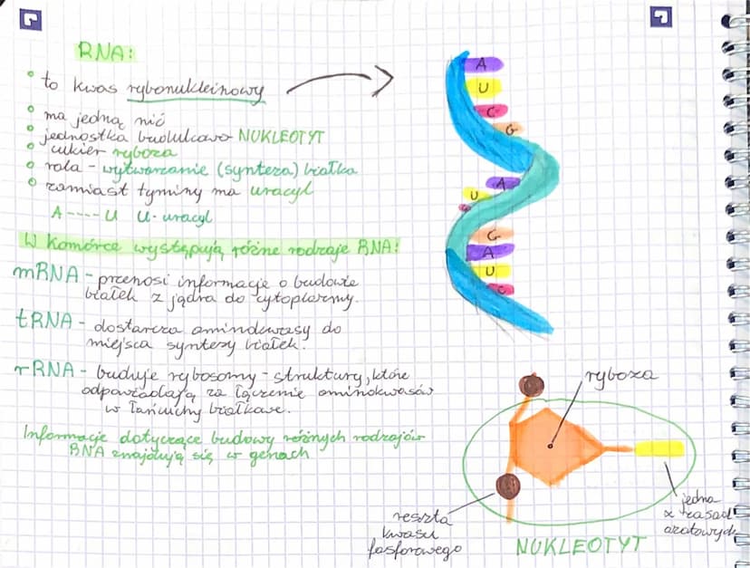 DNA:
O
to kwas decksyrybonukleinowy
BIOLOGIA-DNA, RNA
0
jest zbudowane z 2 nici, ktore
odległe
¿
są równo od siebie
wspólne skręcone tem mod