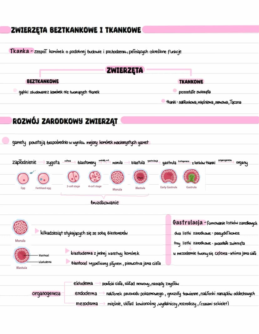 KRYTERIA KLASYFIKACJI ZWIERZĄT
Do królestwa należą organizmy wielokomórkowe, heterotroficzne
Na początku rozwoju zarodkowego najpierw powsta