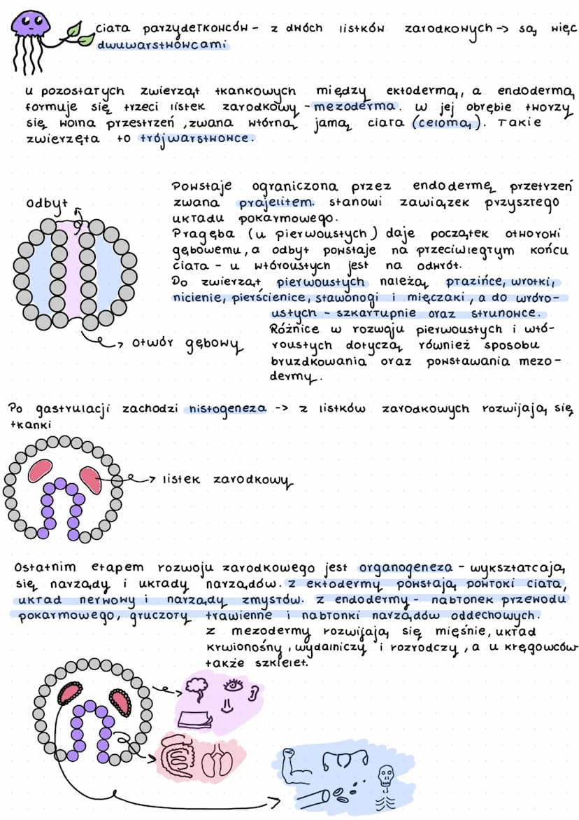K
L
beztkankowce
давкі
aceiomatyczne
↓
prazince
S
wspóiny przodek
których
zarodek.
my terie
y
f
D
zwiercent.
zwierząt
dwuwarstwowce
✓
т кошс